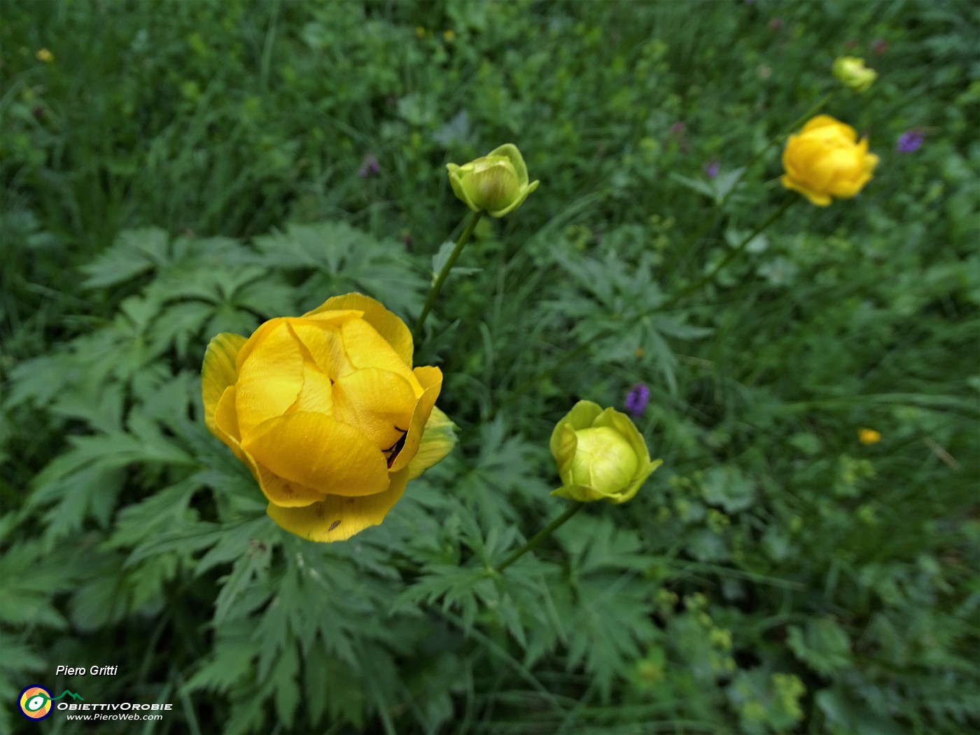 13 Botton d'oro (Trollius europaeus).JPG